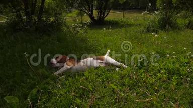 小猎犬躺在草地上